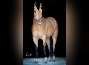 American Quarter Horse, Wallach, 5 Jahre, 147 cm, Buckskin