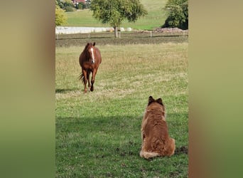 American Quarter Horse, Wallach, 5 Jahre, 147 cm, Dunkelfuchs