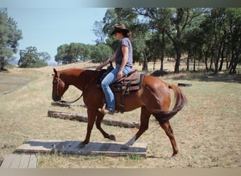 American Quarter Horse, Wallach, 5 Jahre, 147 cm, Dunkelfuchs
