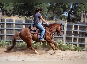 American Quarter Horse, Wallach, 5 Jahre, 147 cm, Dunkelfuchs