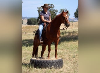 American Quarter Horse, Wallach, 5 Jahre, 147 cm, Dunkelfuchs