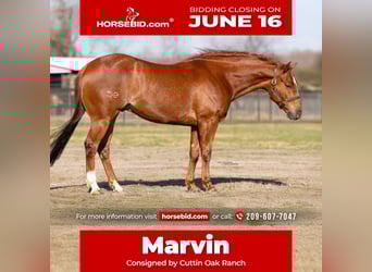 American Quarter Horse, Wallach, 5 Jahre, 147 cm, Dunkelfuchs