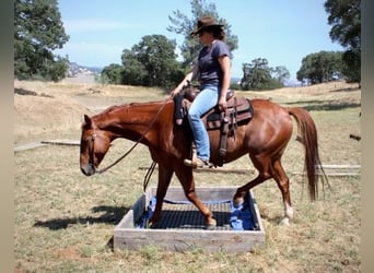 American Quarter Horse, Wallach, 5 Jahre, 147 cm, Dunkelfuchs