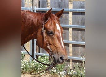 American Quarter Horse, Wallach, 5 Jahre, 147 cm, Dunkelfuchs