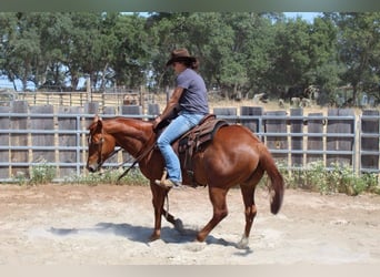 American Quarter Horse, Wallach, 5 Jahre, 147 cm, Dunkelfuchs