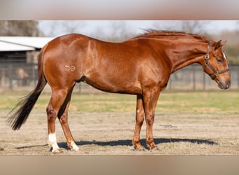 American Quarter Horse, Wallach, 5 Jahre, 147 cm, Dunkelfuchs
