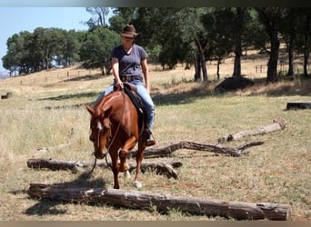 American Quarter Horse, Wallach, 5 Jahre, 147 cm, Dunkelfuchs