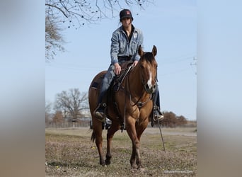 American Quarter Horse, Wallach, 5 Jahre, 147 cm, Falbe