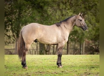 American Quarter Horse, Wallach, 5 Jahre, 147 cm, Grullo