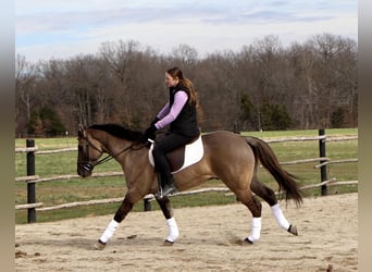 American Quarter Horse, Wallach, 5 Jahre, 147 cm, Grullo