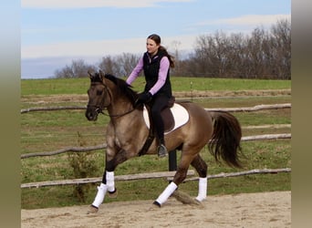 American Quarter Horse, Wallach, 5 Jahre, 147 cm, Grullo