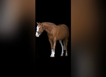 American Quarter Horse, Wallach, 5 Jahre, 147 cm, Hellbrauner