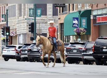 American Quarter Horse, Wallach, 5 Jahre, 147 cm, Palomino