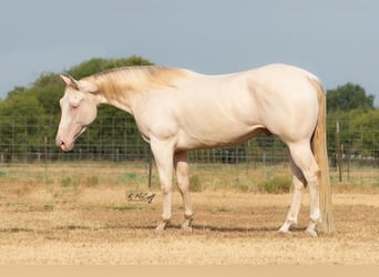 American Quarter Horse, Wallach, 5 Jahre, 147 cm, Perlino
