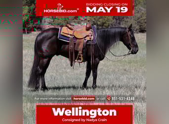 American Quarter Horse, Wallach, 5 Jahre, 147 cm, Rappe