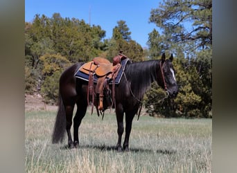 American Quarter Horse, Wallach, 5 Jahre, 147 cm, Rappe