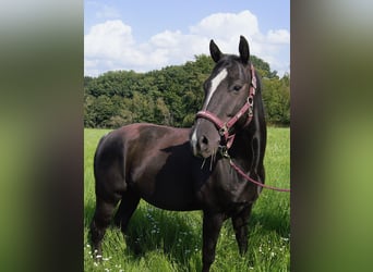 American Quarter Horse, Wallach, 5 Jahre, 147 cm, Rappe