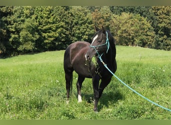 American Quarter Horse, Wallach, 5 Jahre, 147 cm, Rappe