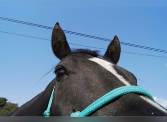 American Quarter Horse, Wallach, 5 Jahre, 147 cm, Rappe