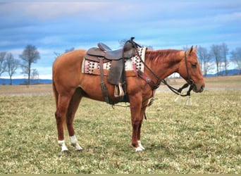 American Quarter Horse, Wallach, 5 Jahre, 147 cm, Red Dun