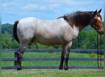 American Quarter Horse Mix, Wallach, 5 Jahre, 147 cm, Roan-Bay
