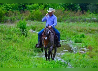 American Quarter Horse Mix, Wallach, 5 Jahre, 147 cm, Roan-Bay