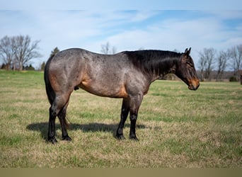American Quarter Horse, Wallach, 5 Jahre, 147 cm, Roan-Bay