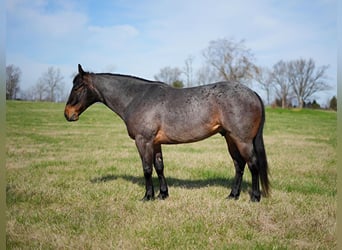 American Quarter Horse, Wallach, 5 Jahre, 147 cm, Roan-Bay