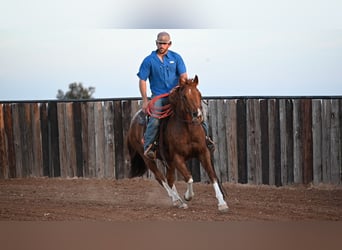 American Quarter Horse, Wallach, 5 Jahre, 147 cm, Roan-Red