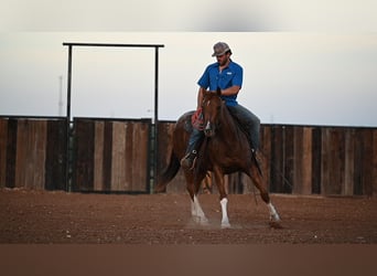 American Quarter Horse, Wallach, 5 Jahre, 147 cm, Roan-Red