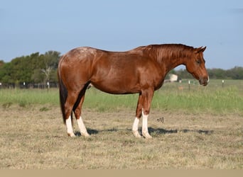 American Quarter Horse, Wallach, 5 Jahre, 147 cm, Roan-Red
