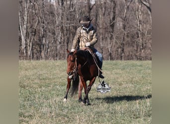 American Quarter Horse, Wallach, 5 Jahre, 147 cm, Rotbrauner