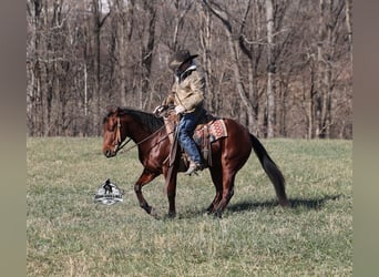 American Quarter Horse, Wallach, 5 Jahre, 147 cm, Rotbrauner