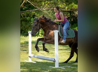 American Quarter Horse Mix, Wallach, 5 Jahre, 147 cm, Rotbrauner