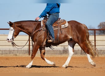 American Quarter Horse, Wallach, 5 Jahre, 147 cm, Rotfuchs