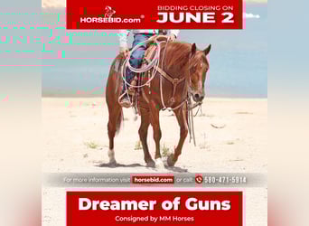 American Quarter Horse, Wallach, 5 Jahre, 147 cm, Rotfuchs