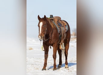 American Quarter Horse, Wallach, 5 Jahre, 147 cm, Rotfuchs
