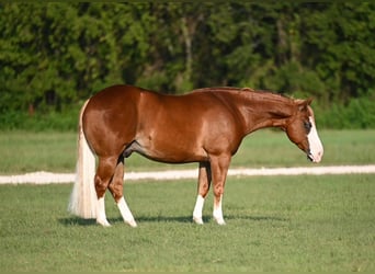 American Quarter Horse Mix, Wallach, 5 Jahre, 147 cm, Rotfuchs