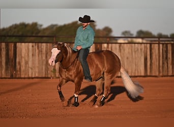 American Quarter Horse Mix, Wallach, 5 Jahre, 147 cm, Rotfuchs