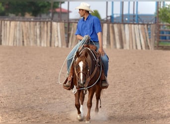 American Quarter Horse, Wallach, 5 Jahre, 147 cm, Rotfuchs