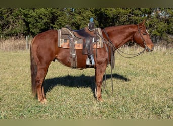 American Quarter Horse, Wallach, 5 Jahre, 147 cm, Rotfuchs