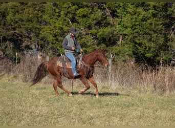 American Quarter Horse, Wallach, 5 Jahre, 147 cm, Rotfuchs
