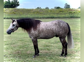 American Quarter Horse, Wallach, 5 Jahre, 147 cm, Schimmel