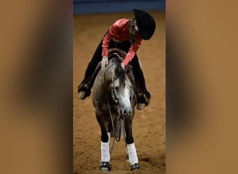 American Quarter Horse, Wallach, 5 Jahre, 147 cm, Schimmel