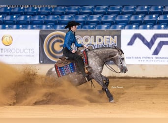 American Quarter Horse, Wallach, 5 Jahre, 147 cm, Schimmel
