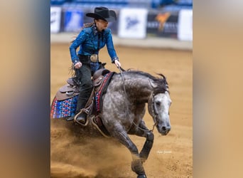 American Quarter Horse, Wallach, 5 Jahre, 147 cm, Schimmel