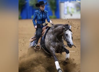 American Quarter Horse, Wallach, 5 Jahre, 147 cm, Schimmel
