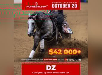 American Quarter Horse, Wallach, 5 Jahre, 147 cm, Schimmel