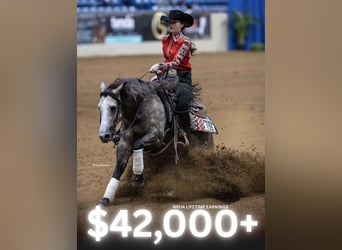 American Quarter Horse, Wallach, 5 Jahre, 147 cm, Schimmel