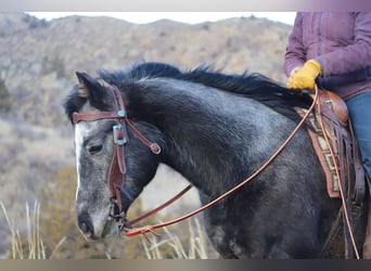 American Quarter Horse, Wallach, 5 Jahre, 147 cm, Schimmel